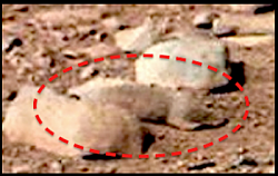 برای دیدن سایز بزرگ روی عکس کلیک کنید

نام: UFO,+UFOs,+sighting,+sightings,+rat,+rodent,+squirrel,+curiosity,+rover,+nasa,+top+secret.png
دیدن: 198
حجم: 148.9 کیلو بایت