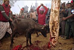 برای دیدن سایز بزرگ روی عکس کلیک کنید

نام: nepal animal sacrifice.jpg
دیدن: 106
حجم: 101.3 کیلو بایت