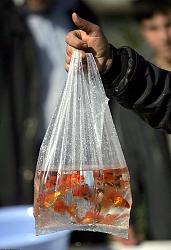 برای دیدن سایز بزرگ روی عکس کلیک کنید

نام: falsafe-mahi-ghermez.jpg
دیدن: 441
حجم: 39.1 کیلو بایت