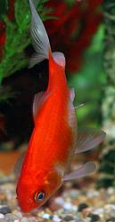 برای دیدن سایز بزرگ روی عکس کلیک کنید

نام: common-goldfish-1.jpg
دیدن: 432
حجم: 30.1 کیلو بایت