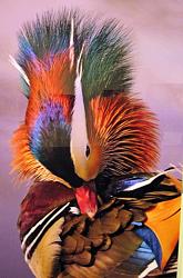 برای دیدن سایز بزرگ روی عکس کلیک کنید

نام: Mandarin-Duck-Picture.jpg
دیدن: 338
حجم: 62.3 کیلو بایت