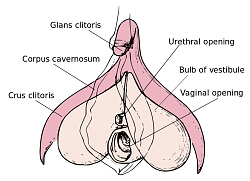 برای دیدن سایز بزرگ روی عکس کلیک کنید

نام: 663px-Clitoris_anatomy_labeled-en.svg.png
دیدن: 1204
حجم: 91.8 کیلو بایت