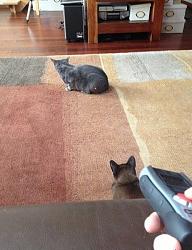 برای دیدن سایز بزرگ روی عکس کلیک کنید

نام: daily_picdump_1198_640_55.jpg
دیدن: 188
حجم: 66.3 کیلو بایت