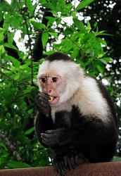 برای دیدن سایز بزرگ روی عکس کلیک کنید

نام: capuchin-cringing.jpg
دیدن: 166
حجم: 26.8 کیلو بایت