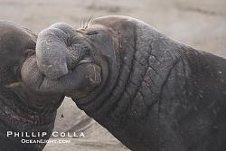 برای دیدن سایز بزرگ روی عکس کلیک کنید

نام: northern-elephant-seals-fighting-photograph-20375-460660.jpg
دیدن: 167
حجم: 93.2 کیلو بایت