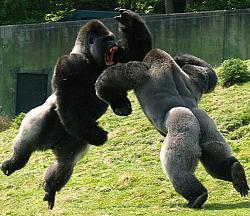 برای دیدن سایز بزرگ روی عکس کلیک کنید

نام: male_gorillas_fighting.jpg
دیدن: 128
حجم: 62.3 کیلو بایت