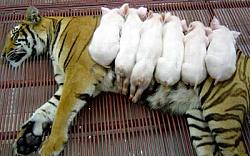 برای دیدن سایز بزرگ روی عکس کلیک کنید

نام: tiger_feeds_pigs_01.jpg
دیدن: 231
حجم: 19.2 کیلو بایت