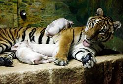 برای دیدن سایز بزرگ روی عکس کلیک کنید

نام: ss-100903-animal-species-adoption-tiger-pig_ss_full.jpg
دیدن: 678
حجم: 130.8 کیلو بایت