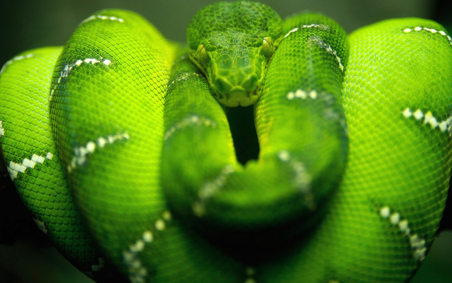نام: green-snake-wallpaper-1920x1200.jpg نمایش: 1069 اندازه: 344.4 کیلو بایت