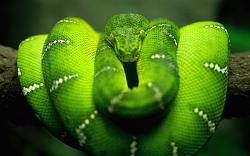 برای دیدن سایز بزرگ روی عکس کلیک کنید

نام: 4604-green-snake.jpg
دیدن: 57
حجم: 436.4 کیلو بایت