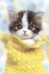 برای دیدن سایز بزرگ روی عکس کلیک کنید

نام: cute+cat+pictures+%u00252814%29.jpg
دیدن: 167
حجم: 43.6 کیلو بایت
