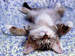 برای دیدن سایز بزرگ روی عکس کلیک کنید

نام: sleeping+kitten+photo.jpg
دیدن: 176
حجم: 45.1 کیلو بایت
