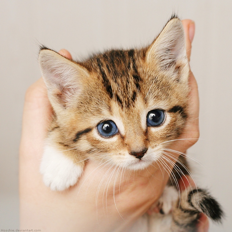 برای دیدن سایز بزرگ روی عکس کلیک کنید

نام: little_cat_by_hoschie.jpg
دیدن: 187
حجم: 258.0 کیلو بایت