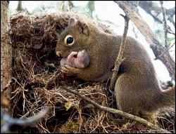 برای دیدن سایز بزرگ روی عکس کلیک کنید

نام: Cute-little-rogue-squirrel.jpg
دیدن: 128
حجم: 107.7 کیلو بایت