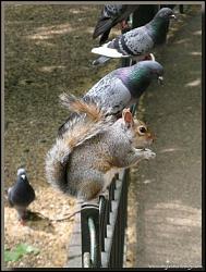 برای دیدن سایز بزرگ روی عکس کلیک کنید

نام: Cute-little-rogue-squirrel2.jpg
دیدن: 124
حجم: 86.5 کیلو بایت