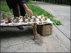 برای دیدن سایز بزرگ روی عکس کلیک کنید

نام: Cute-little-rogue-squirrel5.jpg
دیدن: 116
حجم: 92.0 کیلو بایت