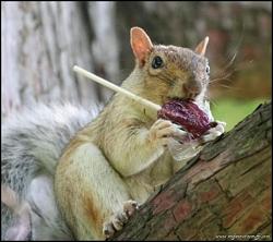 برای دیدن سایز بزرگ روی عکس کلیک کنید

نام: Cute-little-rogue-squirrel7.jpg
دیدن: 166
حجم: 75.6 کیلو بایت