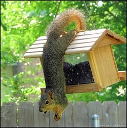 برای دیدن سایز بزرگ روی عکس کلیک کنید

نام: Cute-little-rogue-squirrel8.jpg
دیدن: 147
حجم: 106.0 کیلو بایت