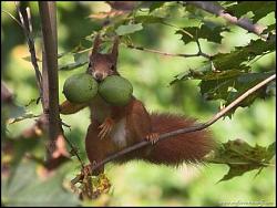 برای دیدن سایز بزرگ روی عکس کلیک کنید

نام: Cute-little-rogue-squirrel14.jpg
دیدن: 142
حجم: 83.1 کیلو بایت