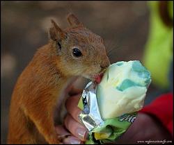برای دیدن سایز بزرگ روی عکس کلیک کنید

نام: Cute-little-rogue-squirrel15.jpg
دیدن: 158
حجم: 73.0 کیلو بایت