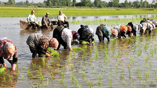 نام: 130725115724_rice_paddy_512x288_mehr.jpg نمایش: 284 اندازه: 83.9 کیلو بایت