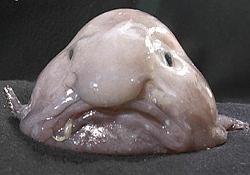 برای دیدن سایز بزرگ روی عکس کلیک کنید

نام: Blobfish_face.jpg
دیدن: 187
حجم: 26.6 کیلو بایت