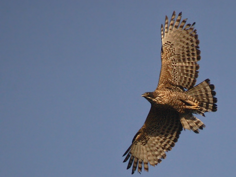 نام: mountain_hawkeagle.jpg نمایش: 193 اندازه: 211.4 کیلو بایت