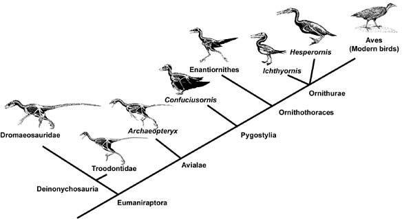 نام: birdphylogeny2.jpg نمایش: 133 اندازه: 26.6 کیلو بایت