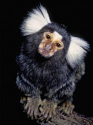برای دیدن سایز بزرگ روی عکس کلیک کنید

نام: marmoset-monkey-speaks-politely-600x804.jpg
دیدن: 78
حجم: 101.8 کیلو بایت