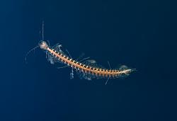 برای دیدن سایز بزرگ روی عکس کلیک کنید

نام: weird-and-wild-first-venomous-crustacean-s2048x1404-p-600x411.jpg
دیدن: 66
حجم: 19.5 کیلو بایت