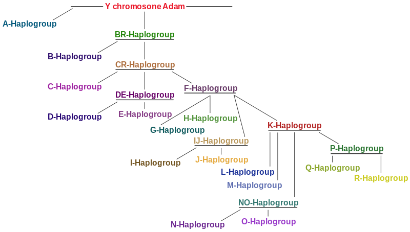 نام: Yhaplotree.svg.png نمایش: 91 اندازه: 48.4 کیلو بایت
