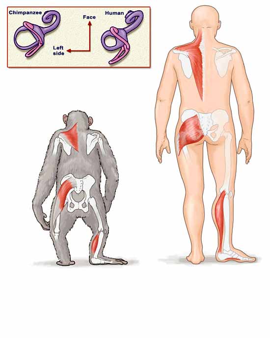نام: chimpanzee-human-biomechanics-comparison.jpg نمایش: 142 اندازه: 30.4 کیلو بایت