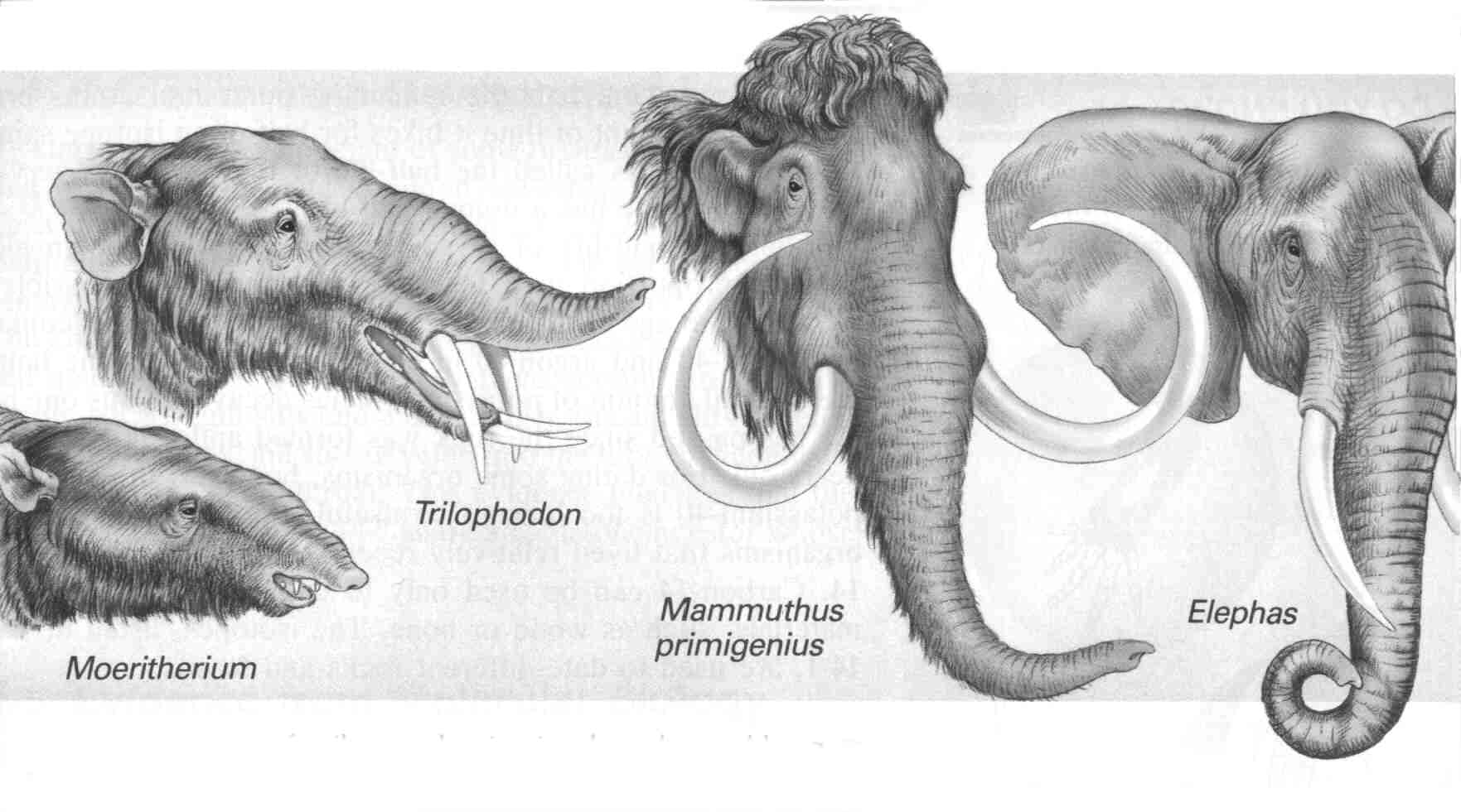 برای دیدن سایز بزرگ روی عکس کلیک کنید
نام: elephant_evolution2_V1.jpg
دیدن: 294
حجم: 207.7 کیلو بایت