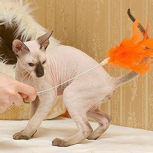 نام: peterbald_katja-maasing.jpg نمایش: 146 اندازه: 27.7 کیلو بایت