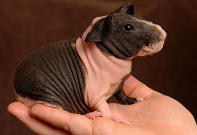 نام: designer-pet-a-hairless-guinea-pig.jpg نمایش: 123 اندازه: 20.7 کیلو بایت