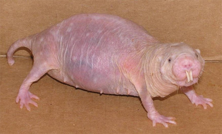نام: molerat.jpg نمایش: 140 اندازه: 81.9 کیلو بایت