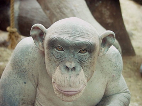 نام: baldchimp1ng5.jpg نمایش: 131 اندازه: 98.3 کیلو بایت