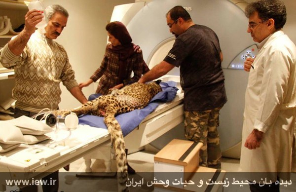نام: MRI-1.jpg نمایش: 144 اندازه: 64.4 کیلو بایت