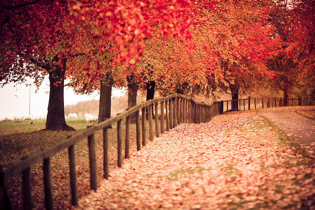 برای دیدن سایز بزرگ روی عکس کلیک کنید

نام: autumn-fall-nature-photograph-pretty-trees-Favim.com-58265.jpg
دیدن: 194
حجم: 347.7 کیلو بایت