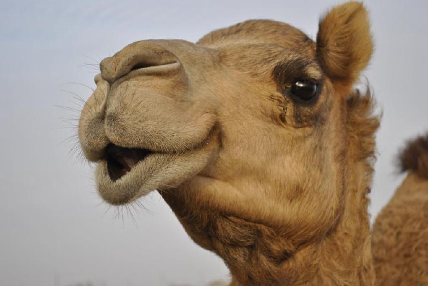 نام: Saudi-camel-infected-by-Mers-virus.jpg نمایش: 184 اندازه: 49.9 کیلو بایت