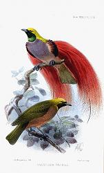 برای دیدن سایز بزرگ روی عکس کلیک کنید

نام: Paradesia_decora_Keulemans.jpg
دیدن: 232
حجم: 91.7 کیلو بایت