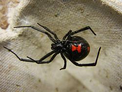 برای دیدن سایز بزرگ روی عکس کلیک کنید

نام: 640px-Adult_Female_Black_Widow.jpg
دیدن: 466
حجم: 47.6 کیلو بایت
