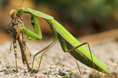 نام: taxonomy_fail_praying_mantis_cannibalism_eating_mate.jpg نمایش: 223 اندازه: 69.3 کیلو بایت