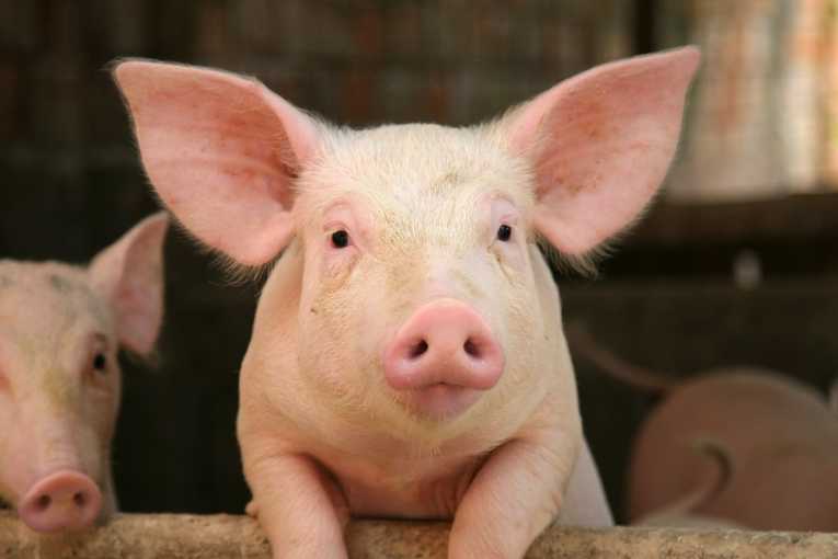 برای دیدن سایز بزرگ روی عکس کلیک کنید

نام: environmental-impact-disposal-waste-large-scale-pig-production.jpg
دیدن: 121
حجم: 22.1 کیلو بایت