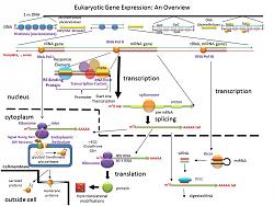 برای دیدن سایز بزرگ روی عکس کلیک کنید

نام: GeneExpressionOverview.jpg
دیدن: 111
حجم: 88.8 کیلو بایت