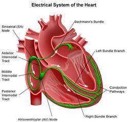 برای دیدن سایز بزرگ روی عکس کلیک کنید

نام: heart-sinus-node.jpg
دیدن: 132
حجم: 22.4 کیلو بایت