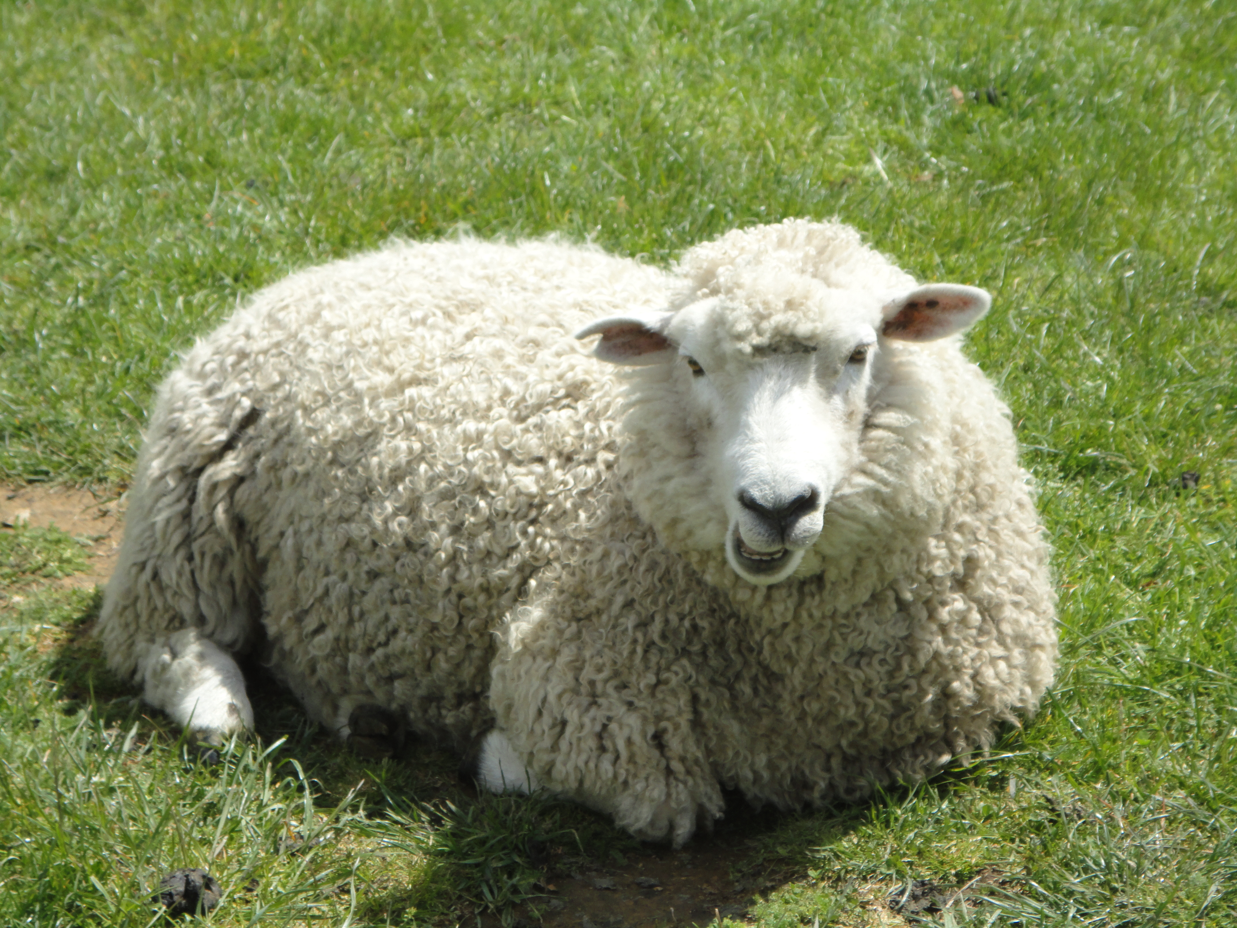 نام: sheep-03.jpg نمایش: 299 اندازه: 4.75 مگابایت