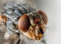 برای دیدن سایز بزرگ روی عکس کلیک کنید

نام: Musca_domestica_Portrait.jpg
دیدن: 67
حجم: 1.65 مگابایت