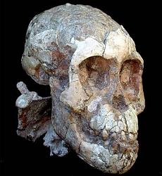 برای دیدن سایز بزرگ روی عکس کلیک کنید

نام: lucy2skull.jpg
دیدن: 334
حجم: 33.2 کیلو بایت