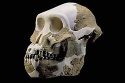 برای دیدن سایز بزرگ روی عکس کلیک کنید

نام: lucy recontructed skull.jpg
دیدن: 293
حجم: 14.5 کیلو بایت